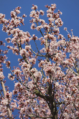 Pink blossom tree in Roztoky on a blue sky background. Springtime in the Czech Republic.