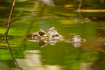 COCODRILO DEL CARIBE BUSCANDO SU PRESA