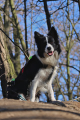 Adorable Border Collie on a walk in the woods in Roztoky, Czech Republic