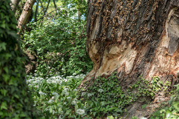 A beaver chewed up that big tree