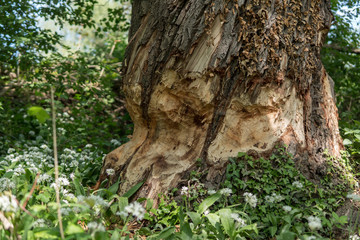 A beaver chewed up that big tree