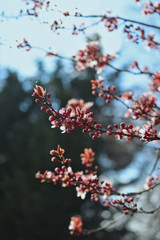 Violet blossom tree spotted in the park in Roztoky, which is a city near Prague in Czechia.