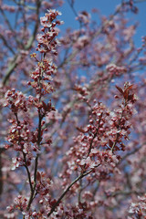 Pink blossom tree in Roztoky on a blue sky background. Springtime in the Czech Republic.