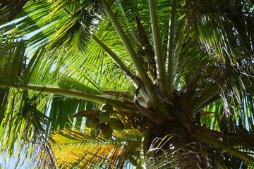 Obraz na płótnie Canvas small detail of a palm tree with coconuts from below