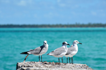 Obraz premium small seagulls on the rock, with sea on the background