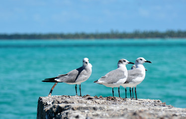 seagulls on the rock, with one looking aside