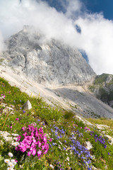 Mountain flora near Mangart, Triglav national park, Julian Alps, Slovenia