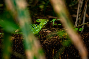 REPTILES EN LA SELVA
