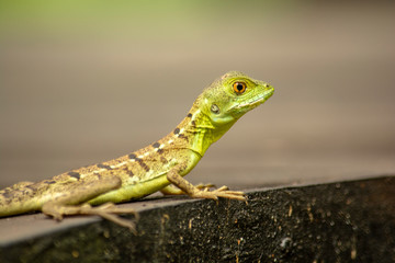 CRÍA DE IGUANA