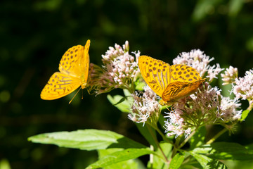 Silver-washed fritillary butterfly in natural environment, National park Slovensky raj, Slovakia