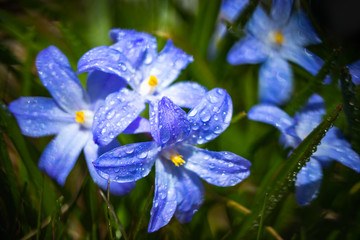 Closeup of blooming blue scilla luciliae flowers with raindrops in sunny day. First spring bulbous plants. Selective focus with bokeh effect.