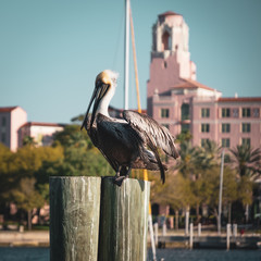 pelican on the pier