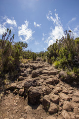 stony path beetween shrubbery under blue sky