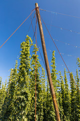 Hop field in Zatec region, Czech Republic