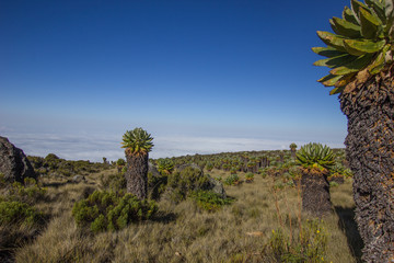 Giant senecias on the Marangu route towards Mount Kilimanjaro