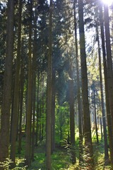 Naklejka premium Sunbeams amongst trunks in the woods