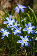 Closeup of blooming blue scilla luciliae flowers with raindrops in sunny day. First spring bulbous plants. Selective focus with bokeh effect.