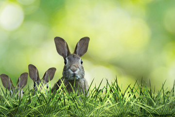 three cute easter rabbit with green grass and green background
