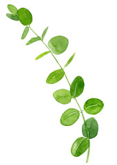 Watercolor hand drawn botanical illustration green eucalyptus leaves on branch isolated on white background. Greenery for birthday card, wedding invitation, design, textil print etc.
