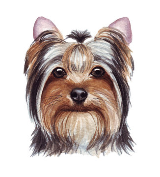 Watercolor illustration of a funny dog. Popular dog breed. Dog. Yorkshire Terrier. Hand made character isolated on white