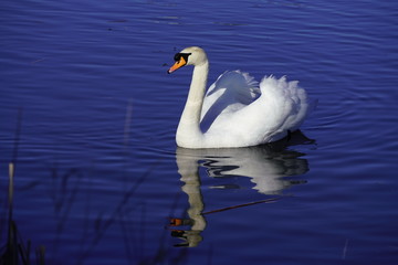 Mute Swan  swimming in the lake