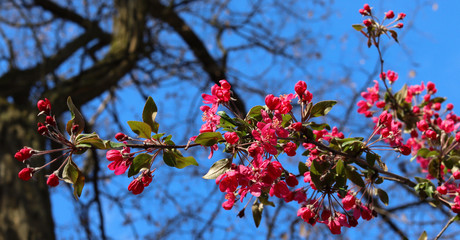image of beautiful flowering trees in spring park