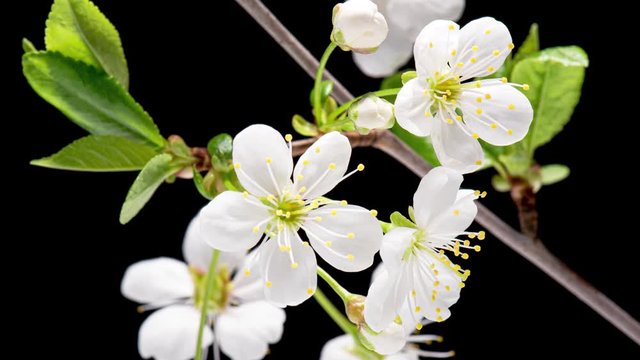 4K Time Lapse of blossoming branch with white Cherry blossom flowers. Time-lapse spring tree branch with flowers and green leaves, isolated on black background. Stick tree branch springtime.