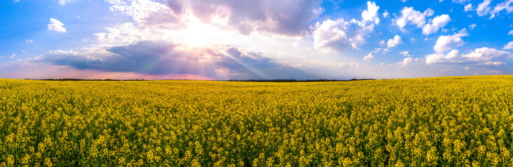 Fototapeta premium Blühendes Rapsfeld im Frühling bei Sonnenuntergang in Ratingen
