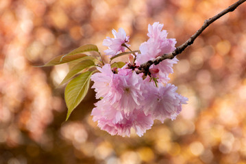 branch of pink flowers of sakura tree on a blurry background bathed in sunlight