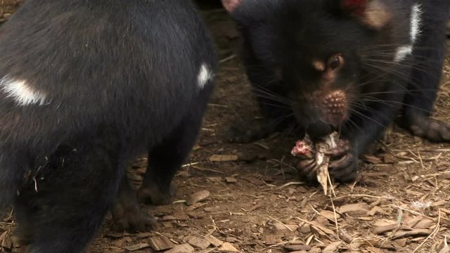 Tasmanian devil close up in Tasmania Australia 