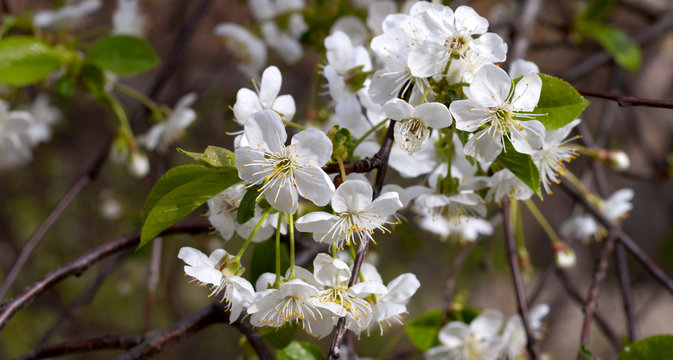 image of beautiful flowering trees in spring park