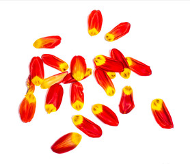 Red and yellow tulip petals on white background