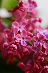 Fototapeta na wymiar lilac macro flowers postcard