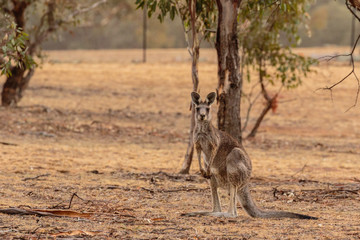 Eastern Grey Kangaroo among the dry grass