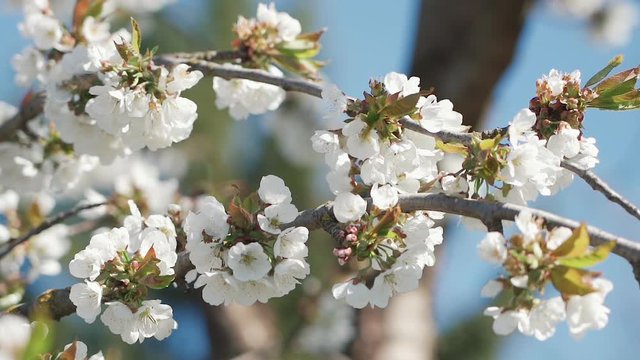 Beautiful cherry branch in spring white blossom on a bright blue sky background. The bee collects pollen and honey from the cherry blossom. Slow motion.
