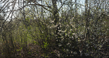 panorama of flowering branches with white spring flowers on a background of bright sun