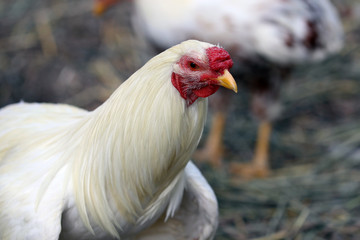 Cock on the  country yard, blurred background