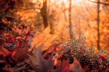 Foglie d'Acero in autunno, Piemonte