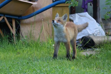 Young fox on the field on the city