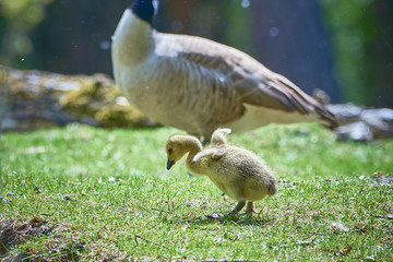 Canada goose goslings ( Branta Canadensis ),Teverener Heide Natural Park, Germany