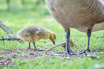 Canada goose goslings ( Branta Canadensis ),Teverener Heide Natural Park, Germany