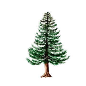 Isolated watercolor illustration of pine tree