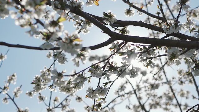 Beautiful cherry branch in spring white blossom on a bright blue sky background. The bee collects pollen and honey from the cherry blossom. Slow motion.