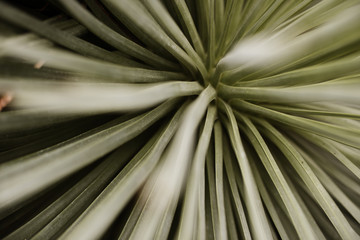Agave