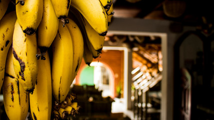 Ripe Bananas hanging in Pacto, Ecuador
