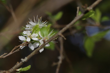 blühende blüten von waldpflanzen im frühling