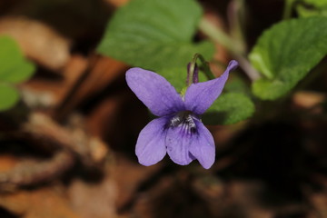 blühende blüten von waldpflanzen im frühling