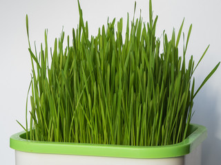 wheatgrass juice from raw plant at home, detox for healthy life