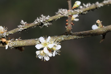 blühende blüten von waldpflanzen im frühling