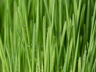 Fototapeta na wymiar Nutritious homegrown Wheatgrass plants with waterdrops. close-up view